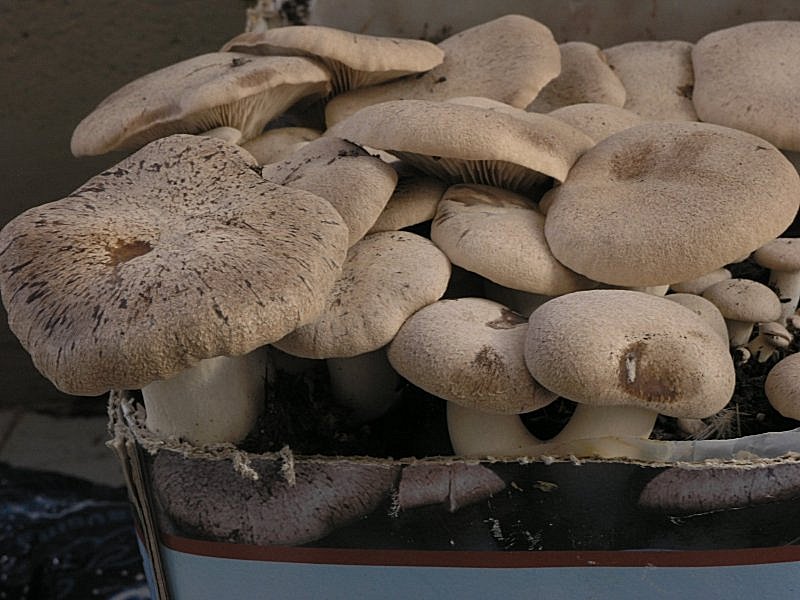 Se l''habitat naturale non risponde...........